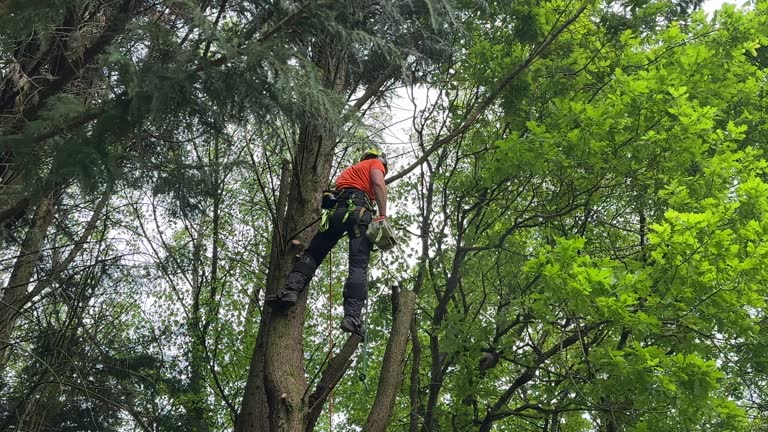  East Grand Forks, MN Tree Removal and Landscaping Services Pros